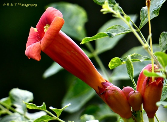 {Campsis radicans}